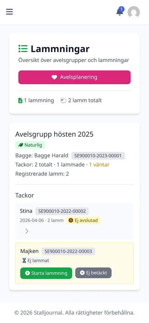 Lamningsöversikten i Stalljournalen: avelsgruppen hösten 2025 med bagge och tackor, en registrerad lamning med två lamm och knappen Starta lammning.